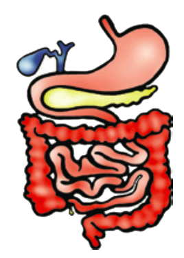 spijsverteringsstelsel