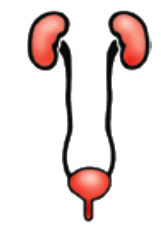 urogenitale functies